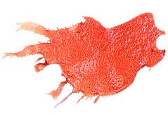 Red Seaweed